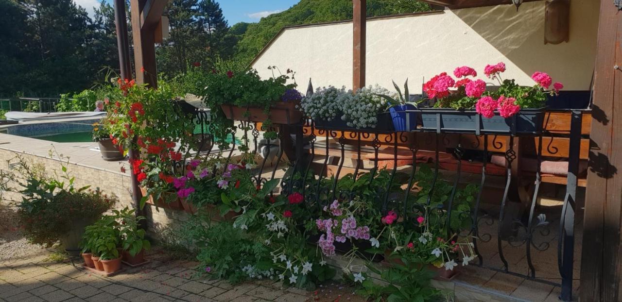 Limpedea Green House Baia Mare Exterior photo